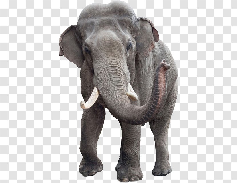 Asian Elephant African Bush Stock Photography Stock.xchng - Tusk Transparent PNG