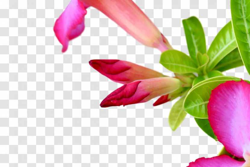 Plant Stem Flower Petal Bud Herbaceous Plant Transparent PNG