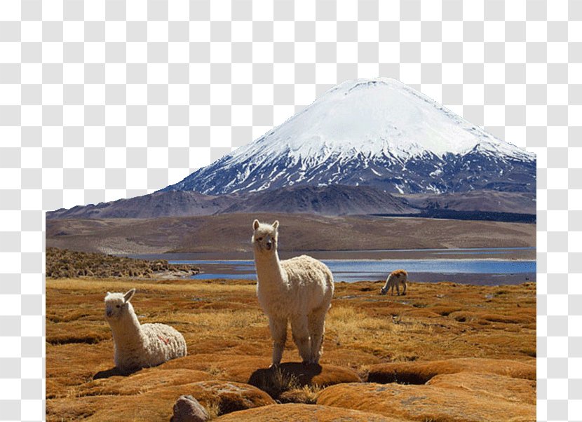 Lauca National Park Torres Del Paine Argentina Salar De Surire Alpaca - Livestock - Famous Andes In South America Transparent PNG