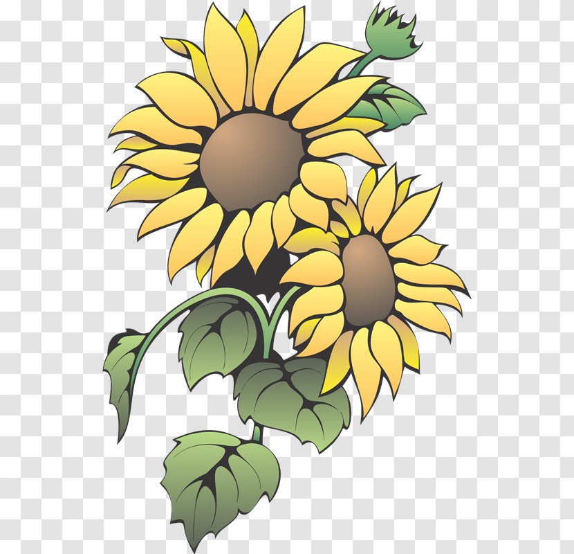Common Sunflower Color Clip Art - Flower Arranging Transparent PNG