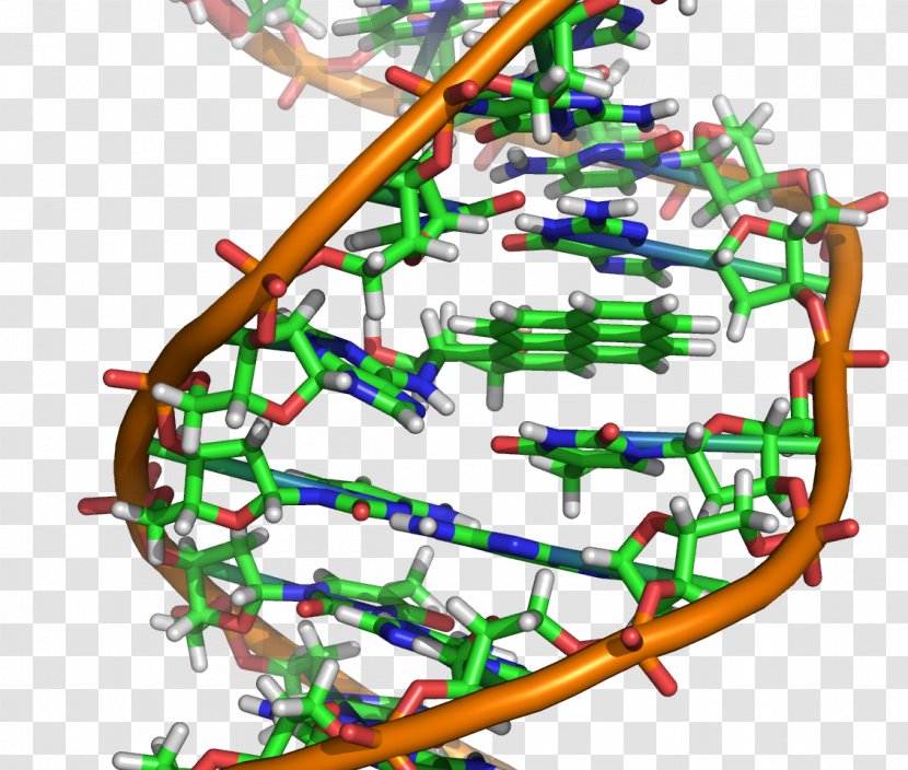 DNA Molecule Nucleic Acid Double Helix Mutation Molecular Biology - Heart - Cartoon Transparent PNG