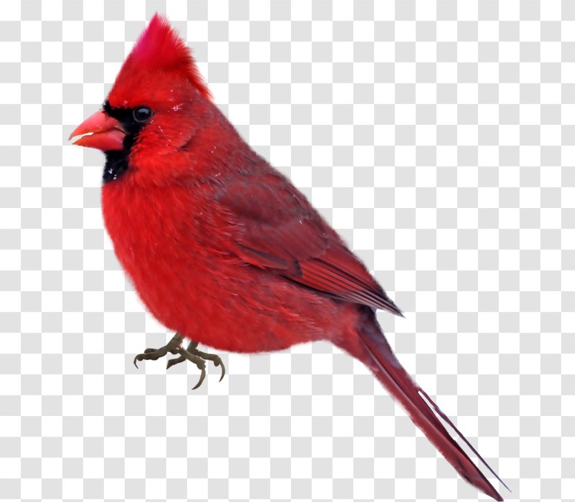 Bird Northern Cardinal Clip Art Transparent PNG
