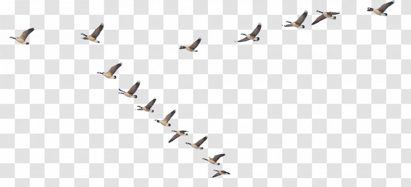 Bird Migration Casualty Animal Font - Sky Plc Transparent PNG