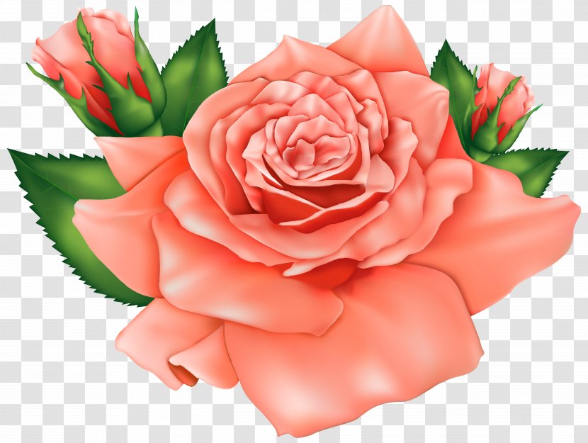 Rose Flower Pink Clip Art - Cut Flowers - Orange Roses Clipart Image Transparent PNG