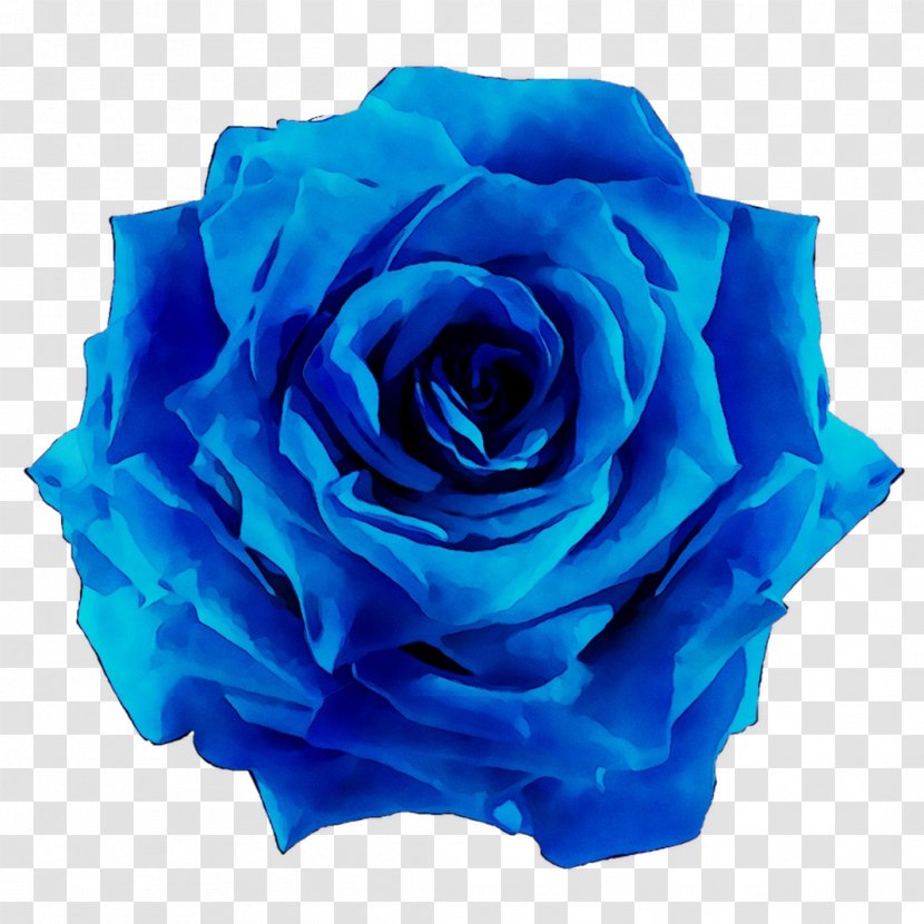 Garden Roses Blue Rose Cabbage Cut Flowers - Flowering Plant Transparent PNG