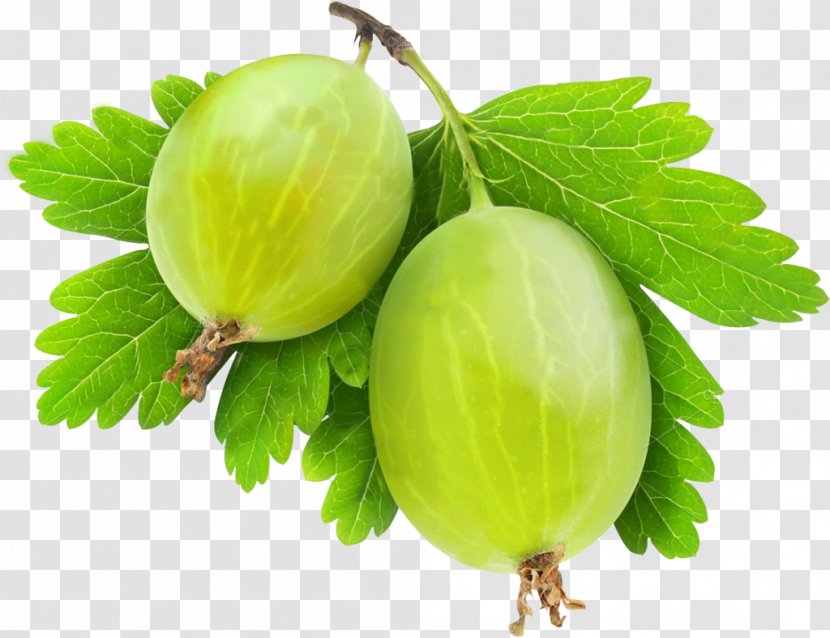 Gooseberry Clip Art Stock Photography Vector Graphics Image - Blackcurrant - Streamer Transparent PNG