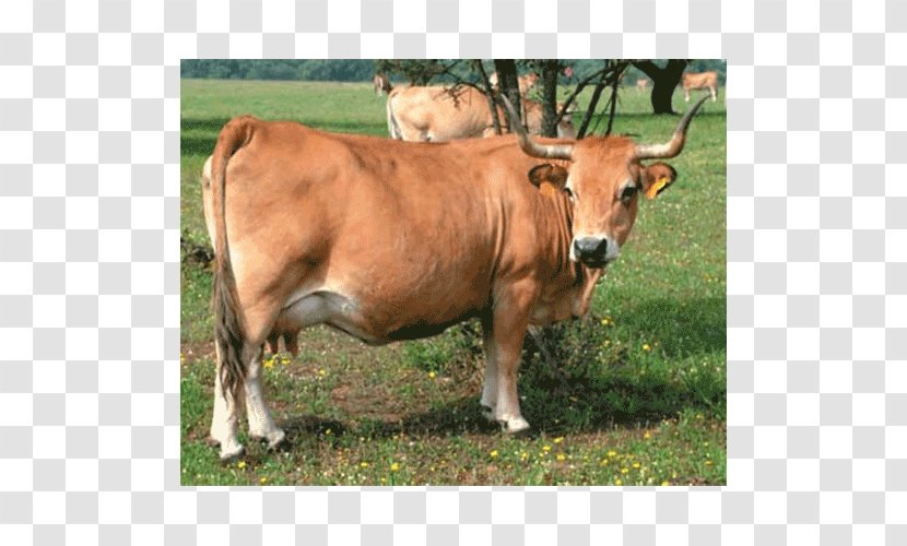 Abondance Cattle Bull Taurine Ox Breed Transparent PNG