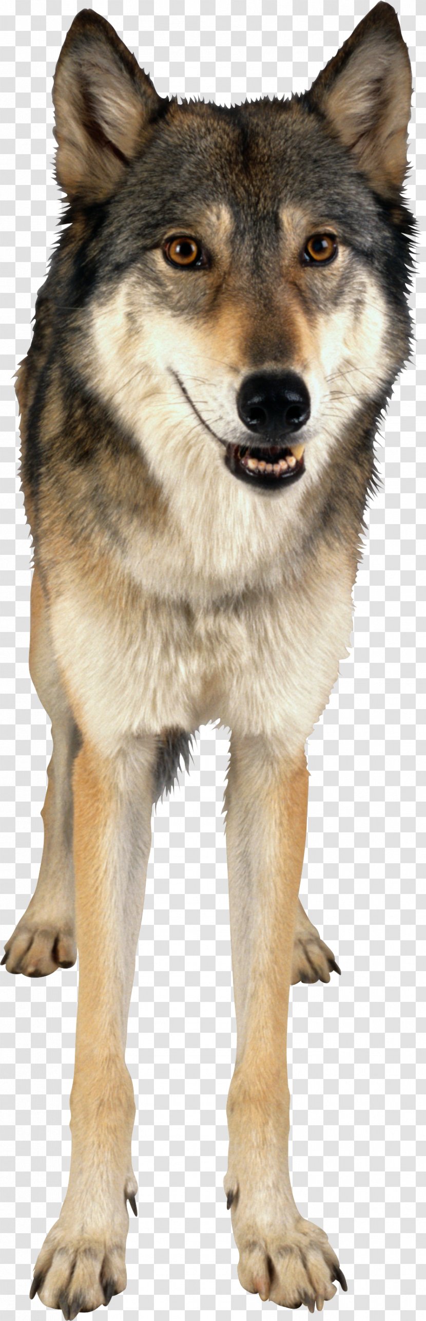 Czechoslovakian Wolfdog Saarloos Kunming Gray Wolf - East Siberian Laika - Image Transparent PNG
