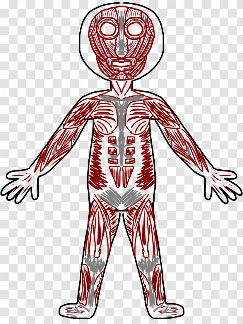 Muscular System Muscle Human Skeleton Body Clip Art - Tree - Cliparts Transparent PNG
