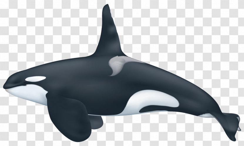 Captive Killer Whales Pygmy Whale Ecotype - Dolphin Transparent PNG