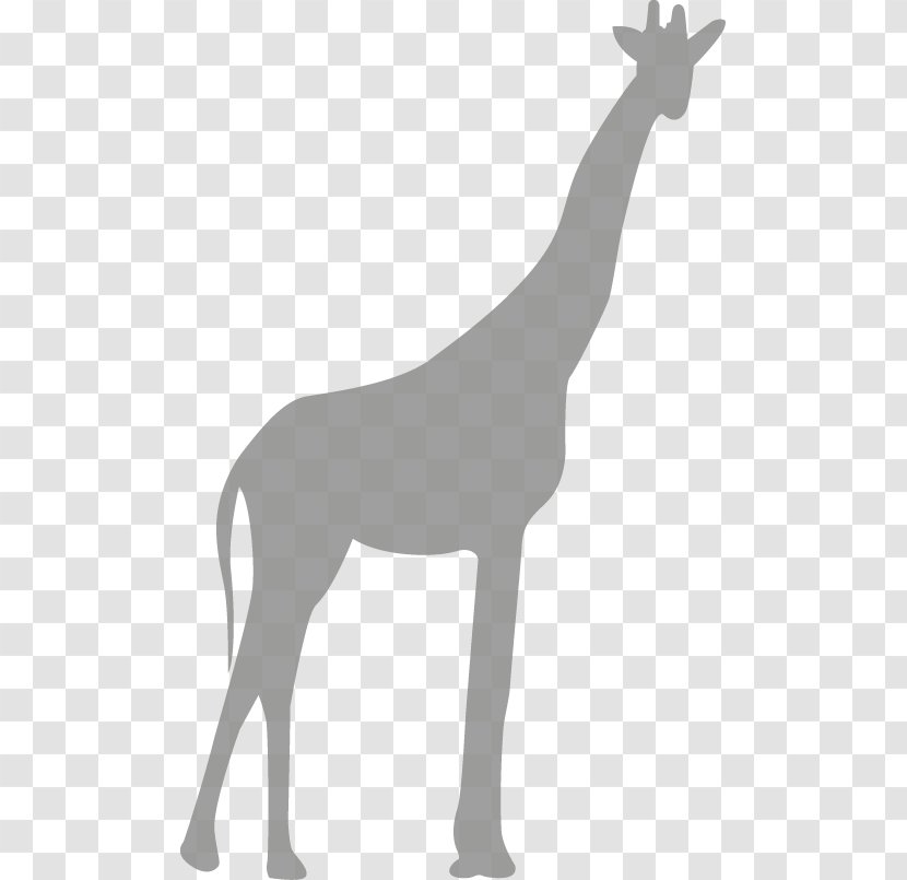 Northern Giraffe Gratis Download Computer File - Jpeg Network Graphics Transparent PNG