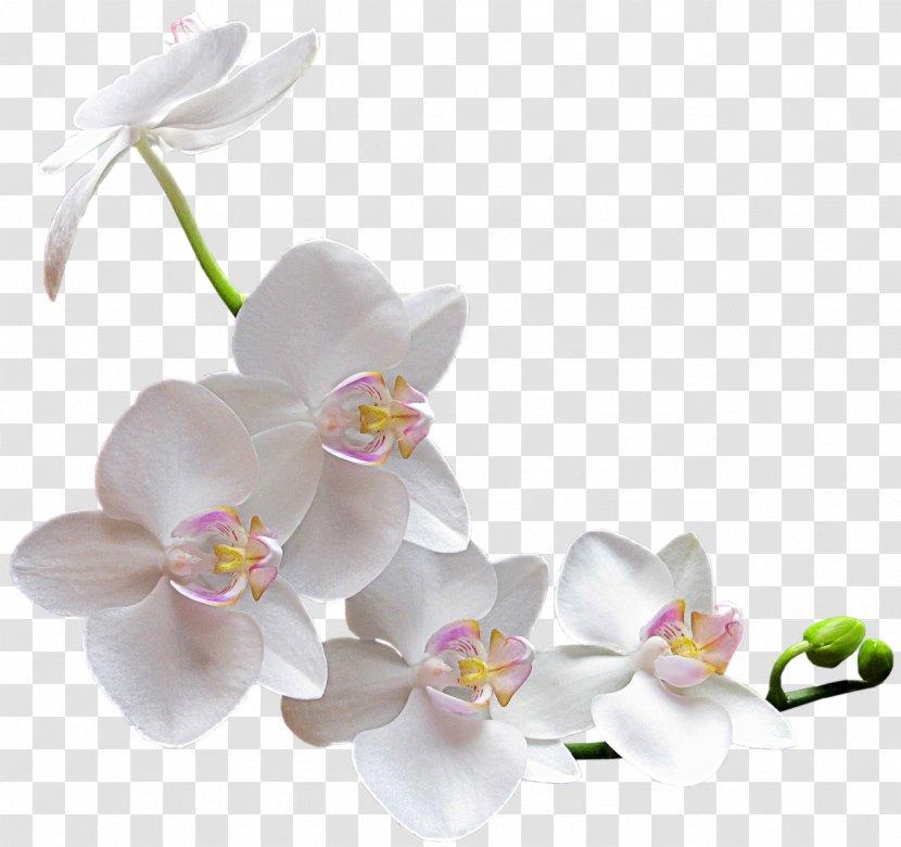 Orchids Flower Clip Art - Laelia - Watercolor White Transparent PNG