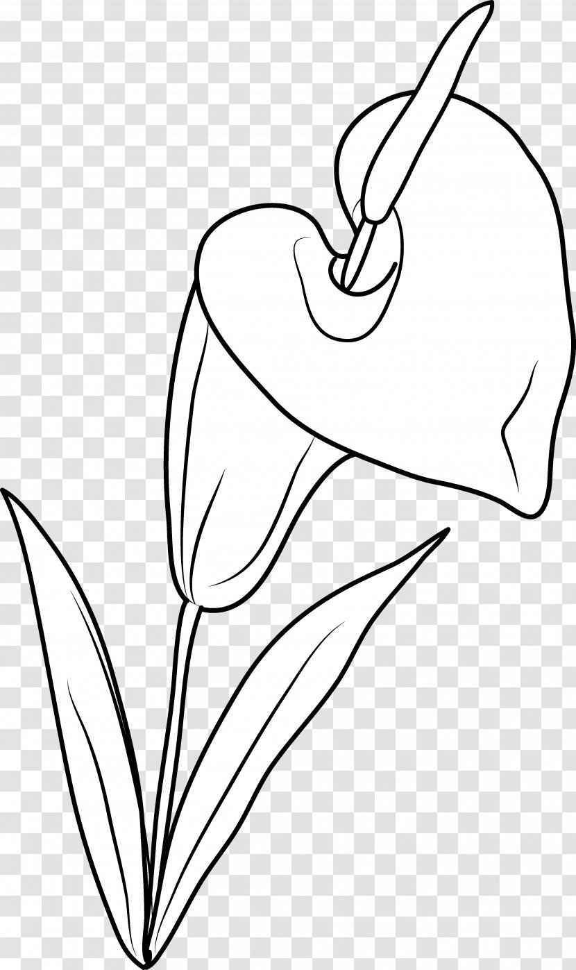 Arum-lily Drawing Flower Clip Art - Cartoon - Callalily Transparent PNG