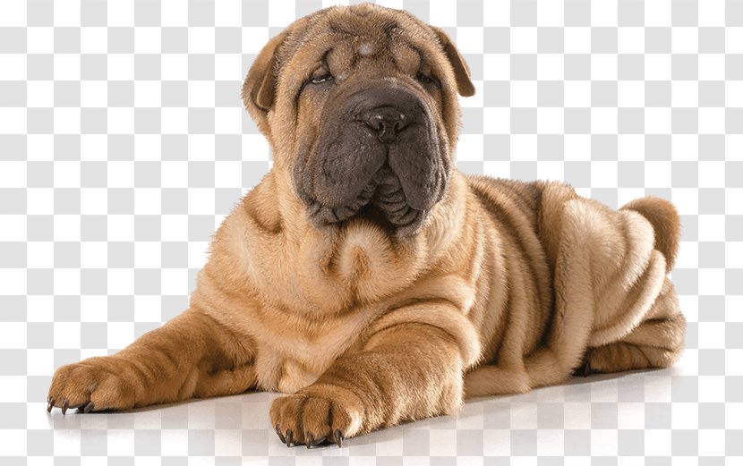 Mini Shar Pei Puppy The Chinese Shar-Pei Dog Breed Transparent PNG