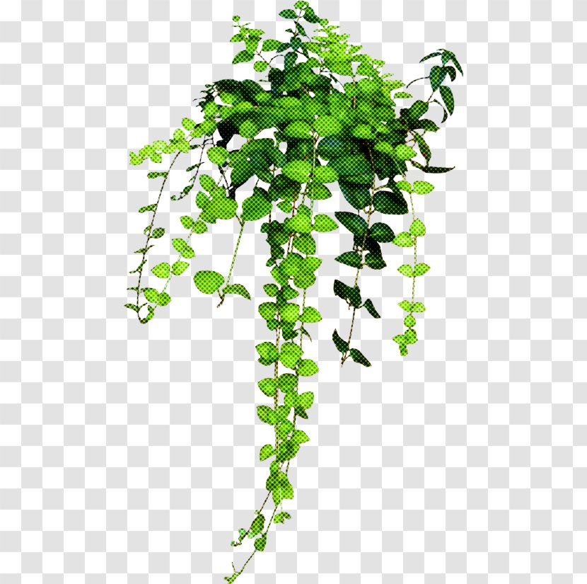 Ivy - Branch - Twig Houseplant Transparent PNG