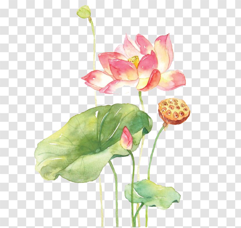 Xiahuayuan District Nelumbo Nucifera Watercolor Painting Drawing - Herbaceous Plant - Hand-painted Lotus Transparent PNG