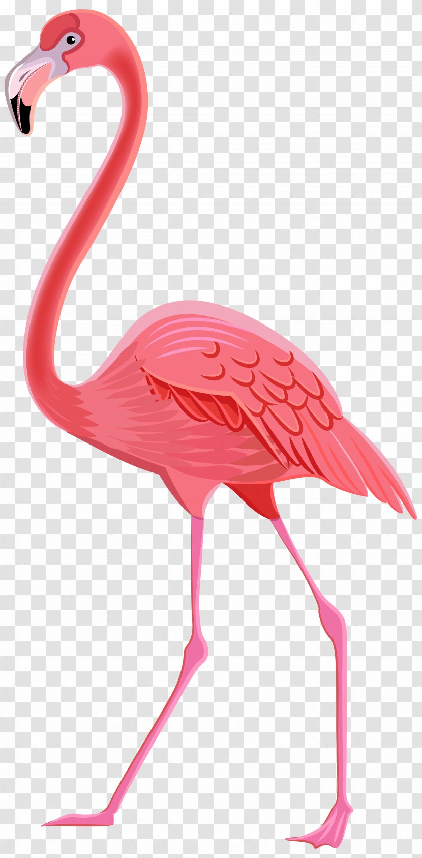 Flamingo Drawing Clip Art - Bird Transparent PNG