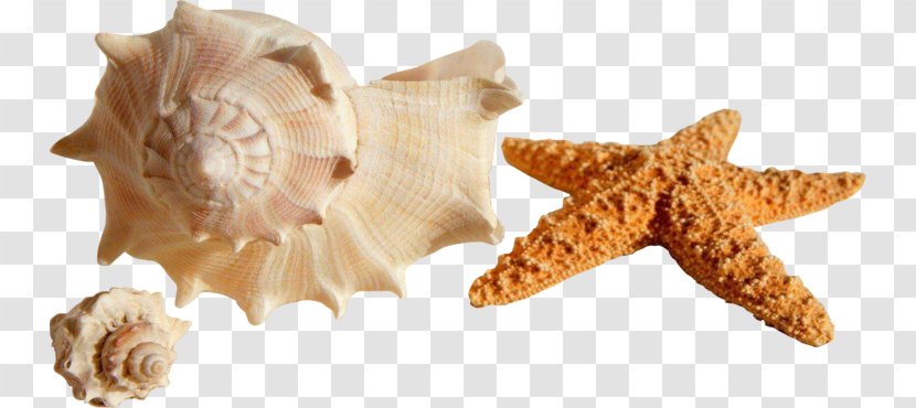 Seashell Shore Mollusc Shell Conch Bivalvia - Sea Snail - Summer Weather Transparent PNG
