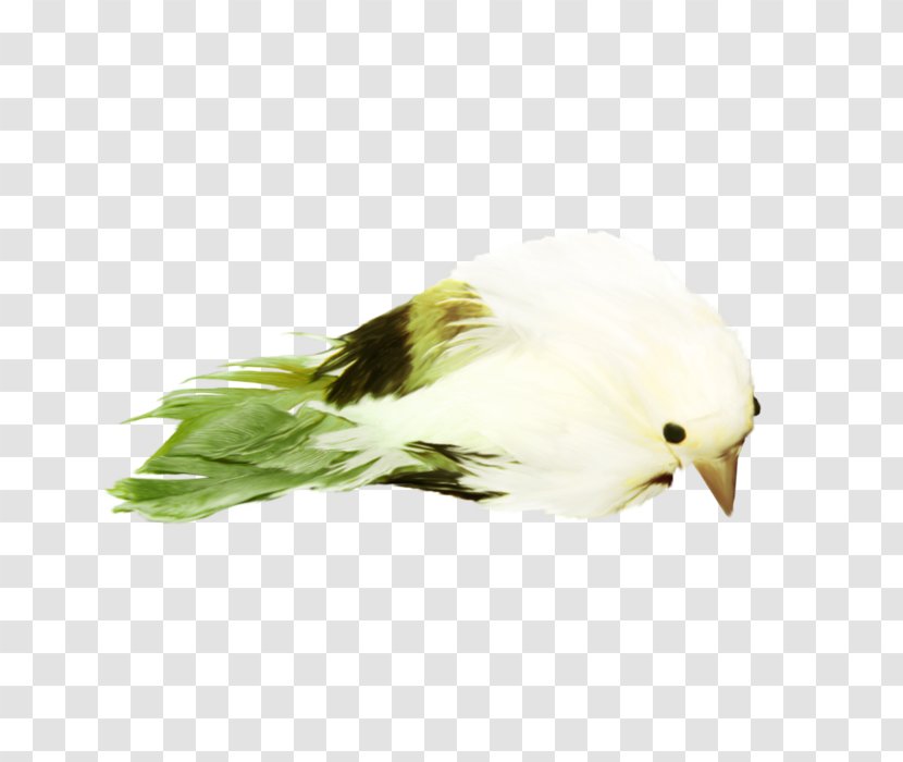 Beak Bird Image Transparent PNG