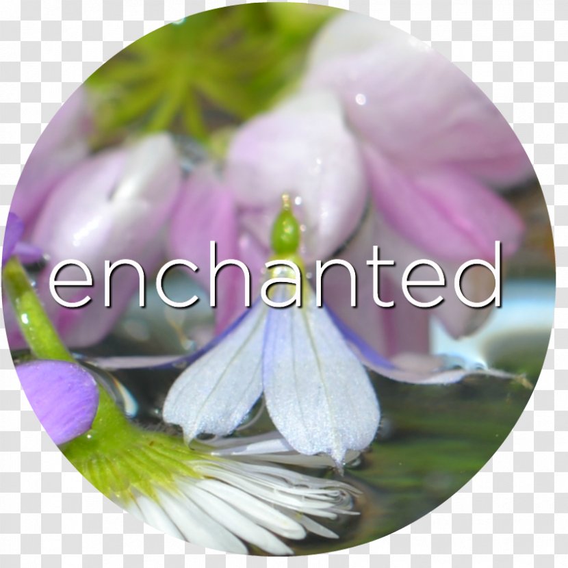 Petal Enchanted Forest Nature Flower - Rose Of Sharon Transparent PNG