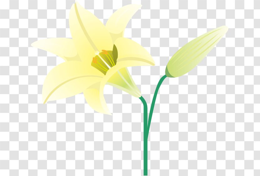 Narcissus Cut Flowers Plant Stem Bud - Ð½Ð°Ð´Ð¿Ð¸ÑÑŒ Summer Transparent PNG