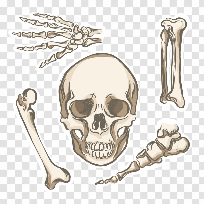 Bone Human Skeleton Body Anatomy - Joint - Vector Skull Transparent PNG