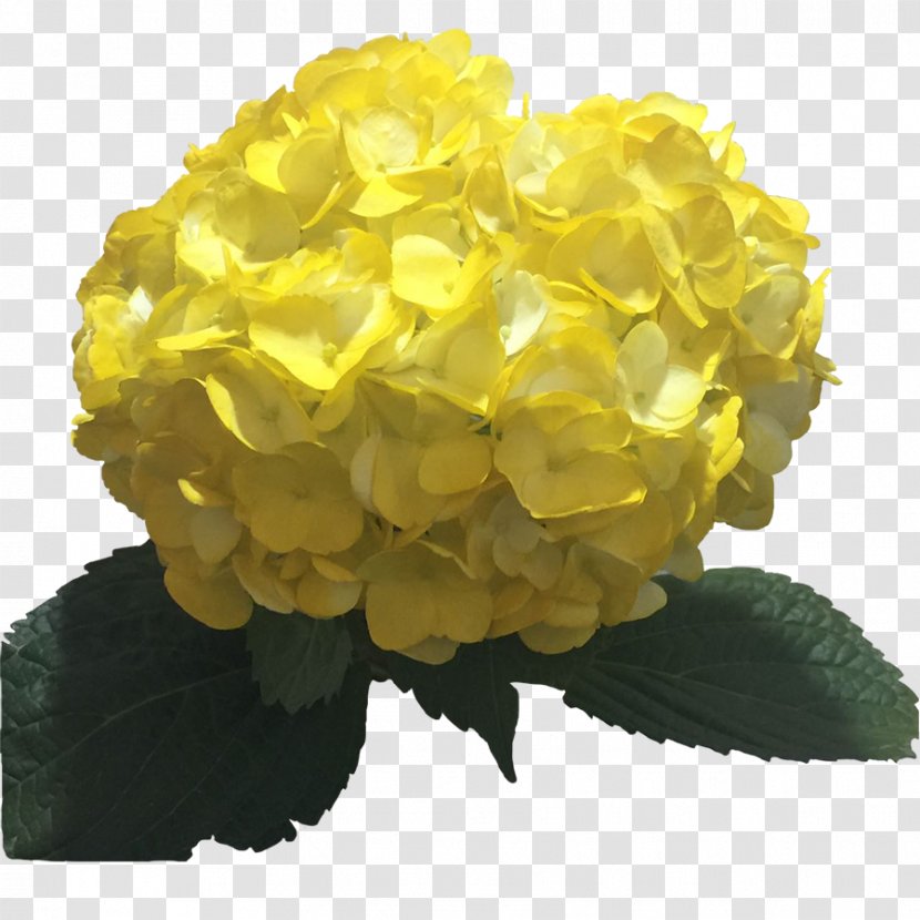 Hydrangea Yellow Flower Color Light - Seed Transparent PNG