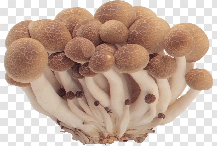 Edible Mushroom Common Fungus - Ingredient Transparent PNG