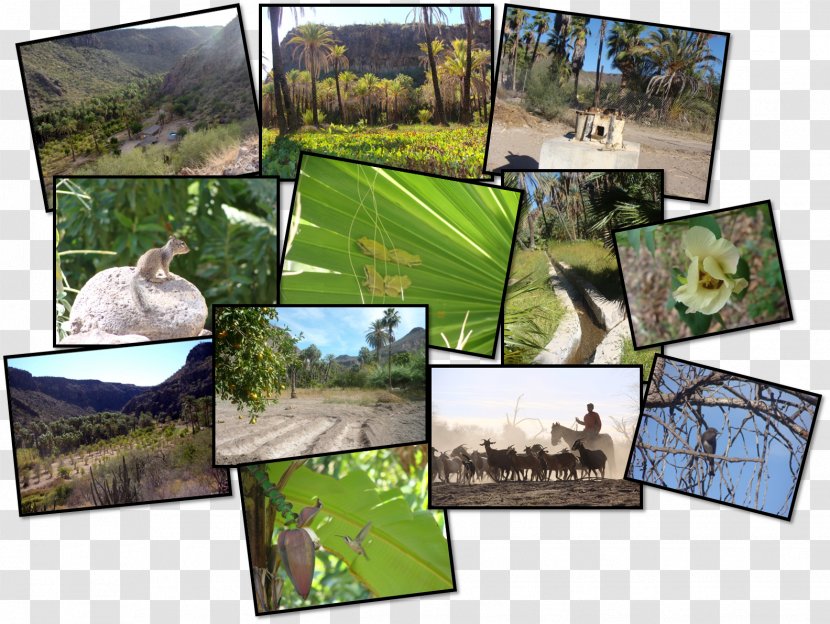 Agroecosystem Ecology Biodiversity Natural Environment - Tent Transparent PNG