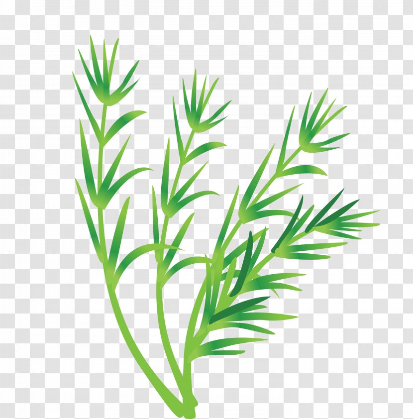 Leaf Vegetable - Grass Family - Vector Leaves Transparent PNG