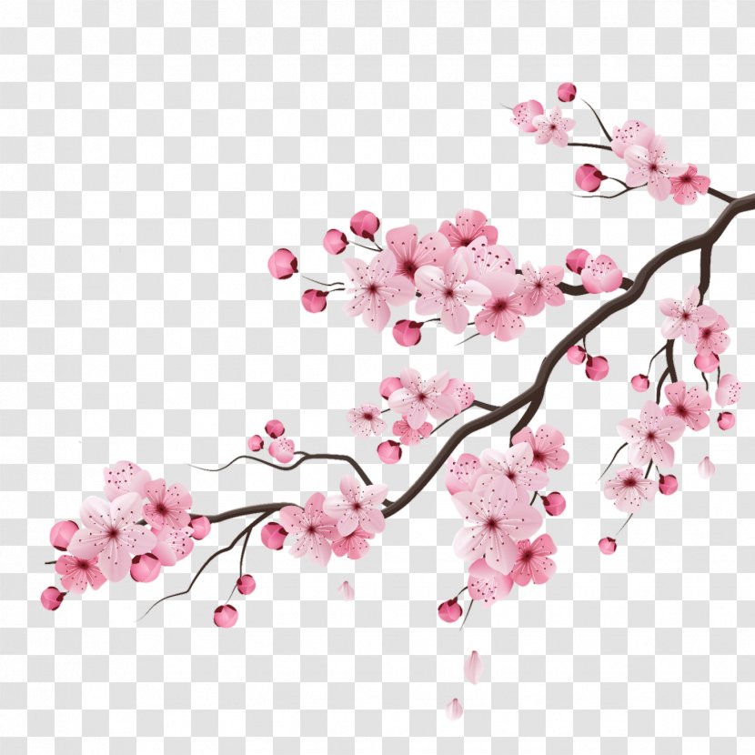 Cherry Blossom Vector Graphics Drawing Illustration - Twig - Peach Transparent PNG