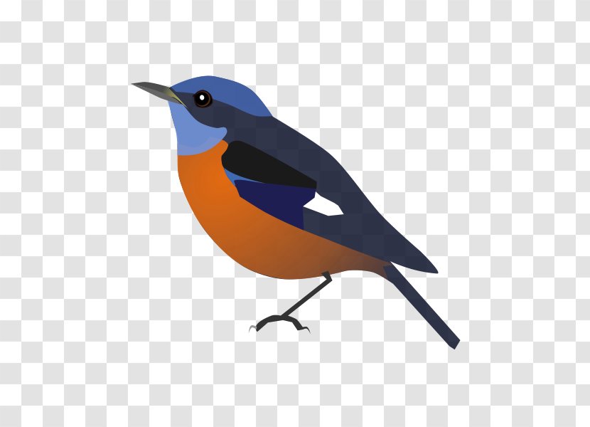 European Robin Beak - Bird Transparent PNG