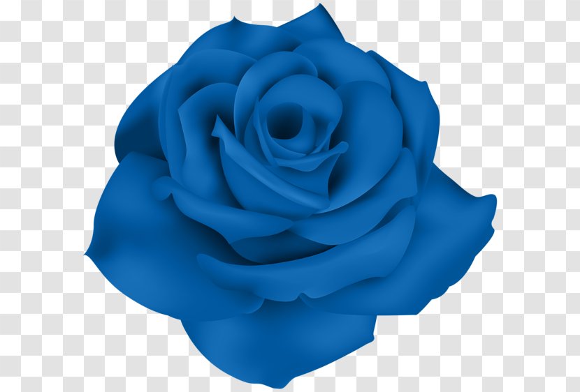 Centifolia Roses Flower Garden Blue Rose Clip Art - Yellow - Snowdrop Transparent PNG
