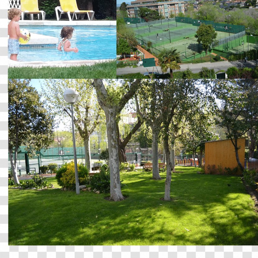 Backyard Tree Landscape Property Resort - Garden Transparent PNG