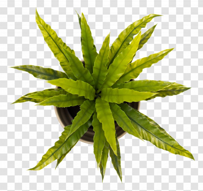 Paper Sticker Pixabay - Adobe Spark - Potted Green Plants Transparent PNG