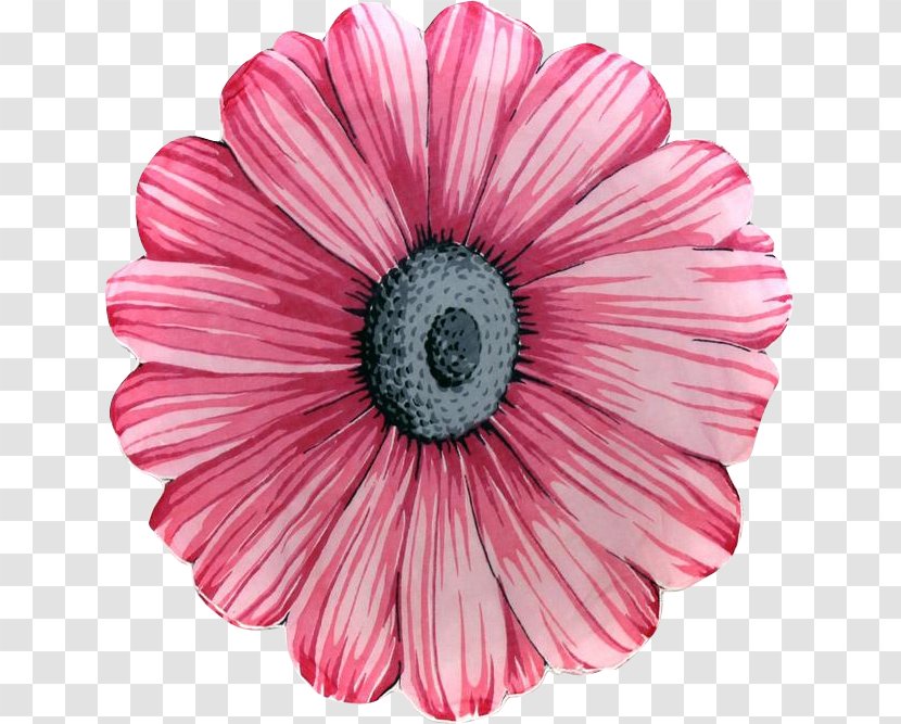 Flower Pink Petal Common Daisy - Color - Calendar Transparent PNG