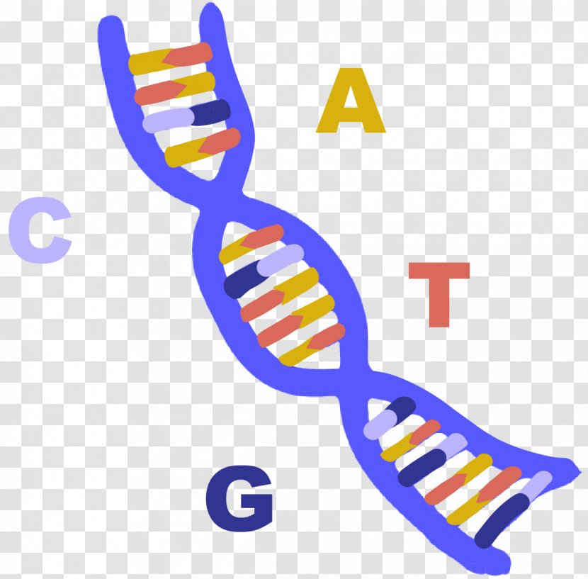 RNA Indian Institute Of Technology Delhi Nucleic Acid A-DNA - Guanosine Monophosphate - Dna Transparency And Translucency Transparent PNG