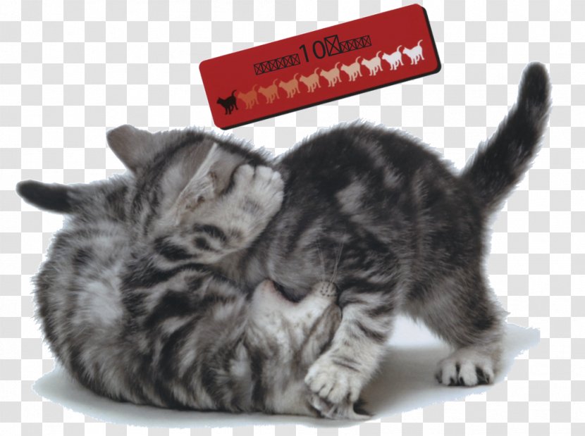 Kitten American Shorthair Domestic Short-haired Cat Whiskers Tabby - Feline Medicine Transparent PNG