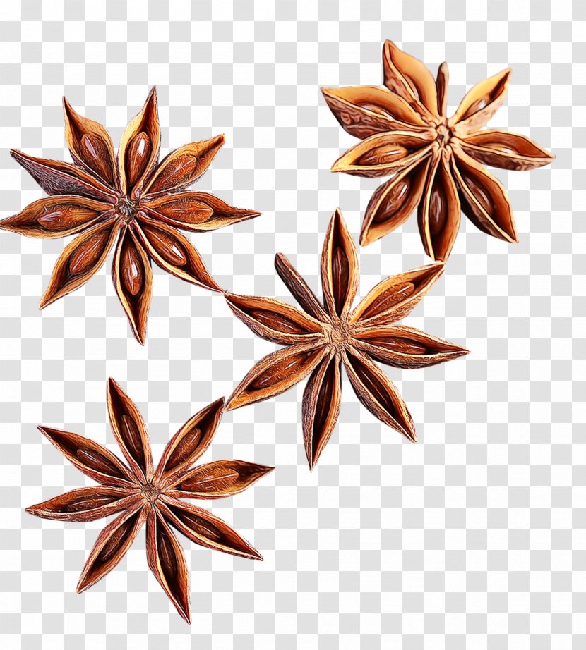 Star Anise Plant Flower - Watercolor Transparent PNG