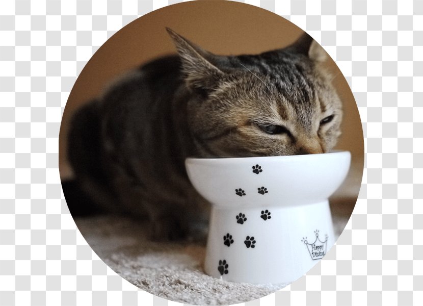 Cat Food Bowl Dog Kitten - Domestic Short Haired Transparent PNG
