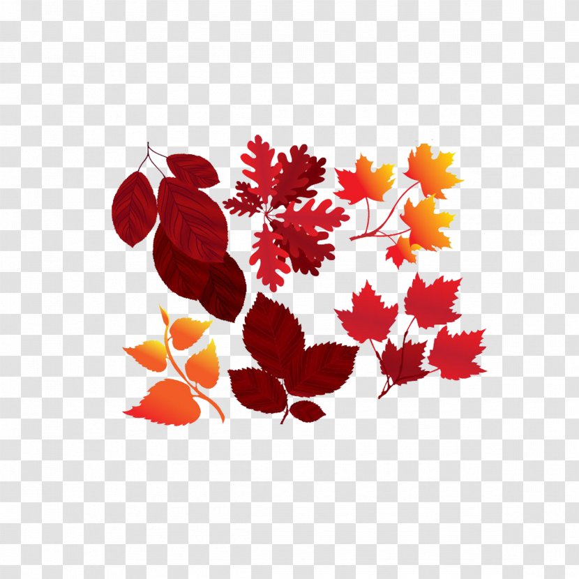 Maple Leaf Red Yellow Orange - Autumn Leaves Transparent PNG