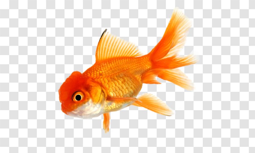Goldfish Koi Aquarium Tropical Fish - Bony Transparent PNG