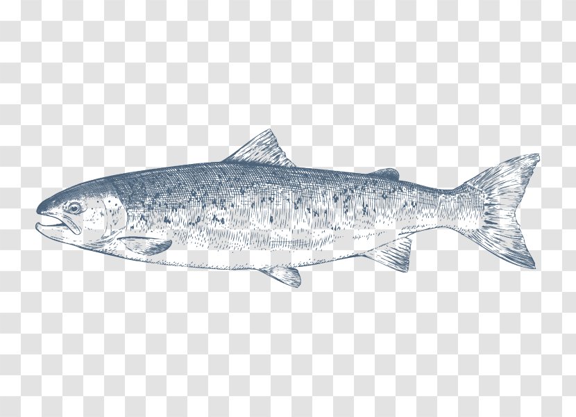 Coho Salmon Sardine - Milkfish - Fish Transparent PNG