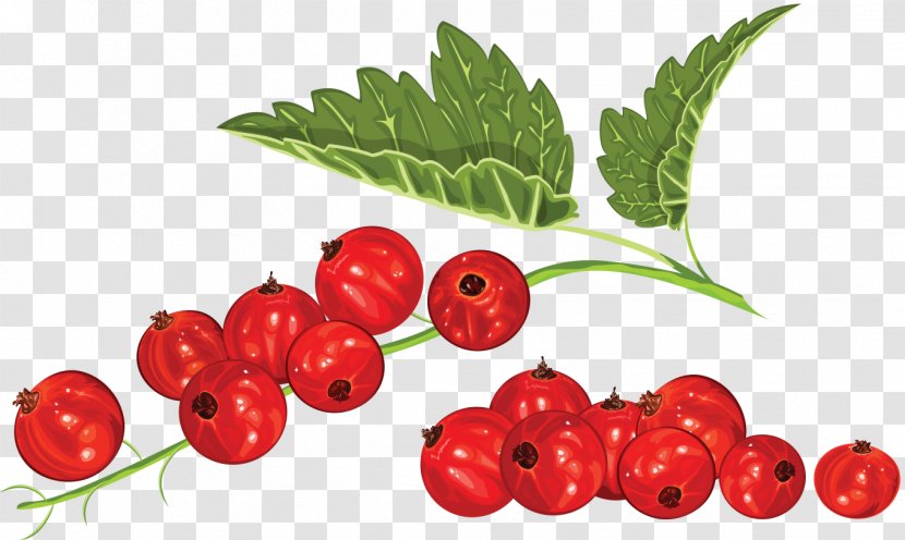 Blackcurrant Redcurrant Blueberry Clip Art - Vegetable - Berries Transparent PNG