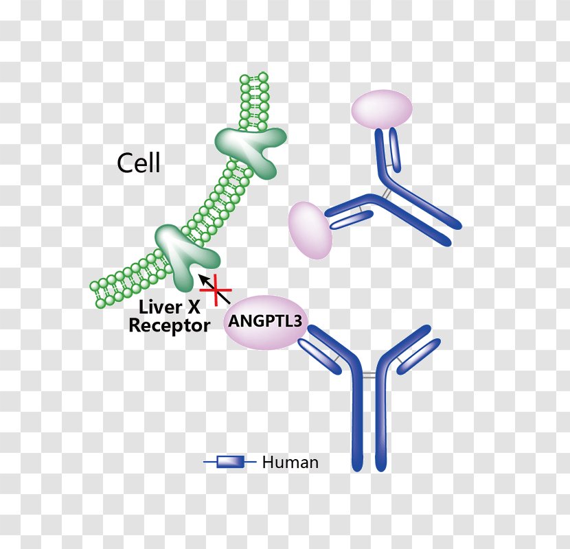 Erenumab Monoclonal Antibody Pharmaceutical Drug Trastuzumab Emtansine Food And Administration - Text Transparent PNG