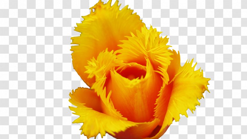 Desktop Wallpaper Flower Photograph Image Petal - Background Flowers Transparent PNG