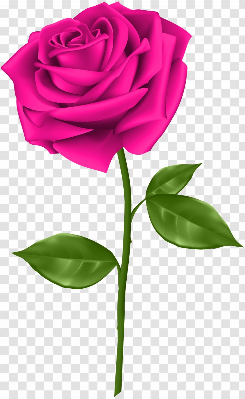 Blue Rose Clip Art - Rasterisation - Pink Transparent Transparent PNG