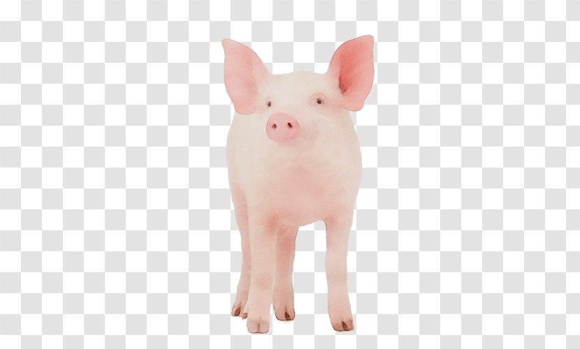 Pig Cartoon - Beige - Stuffed Toy Transparent PNG