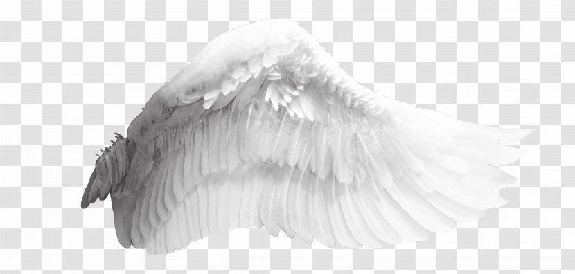Wing Download Bird - 3d Computer Graphics - Angel Wings Transparent PNG