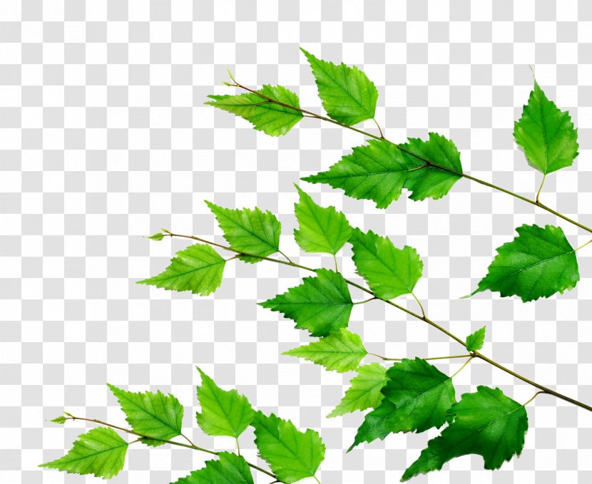 Family Tree Background - Twig - Ivy Parsley Transparent PNG